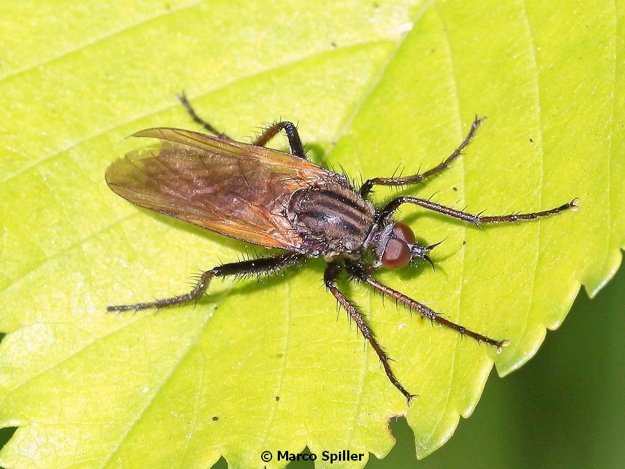 Empis cf. (Euempis) tessellata